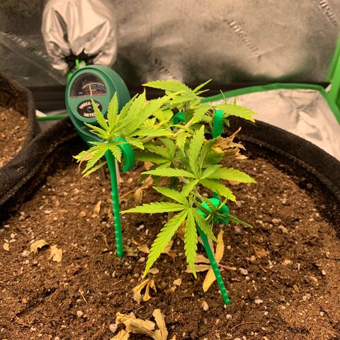 Northern 1 growlog timeline photo
