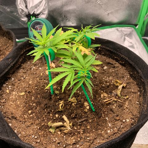 Northern 1 growlog timeline photo