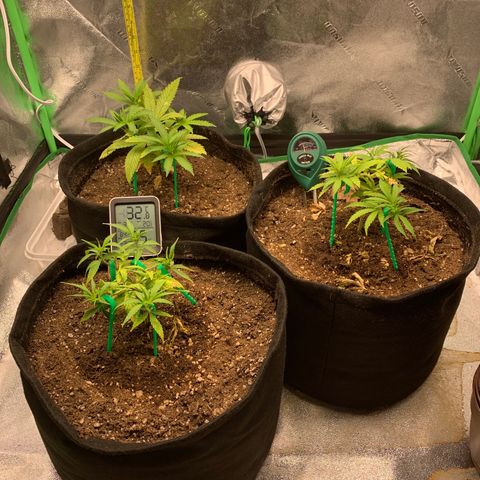 Northern 1 growlog timeline photo