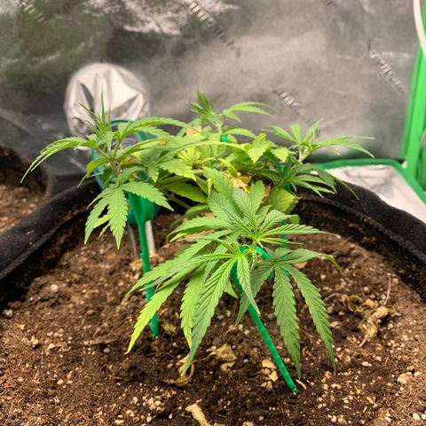 Northern 1 growlog timeline photo