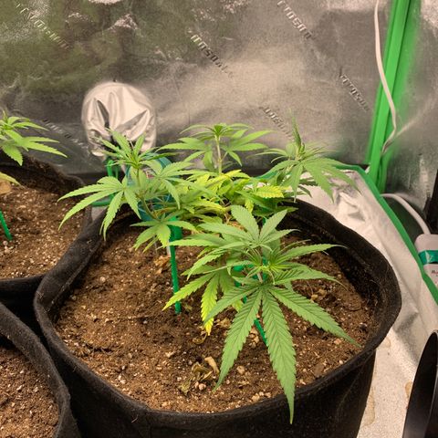 Northern 1 growlog timeline photo