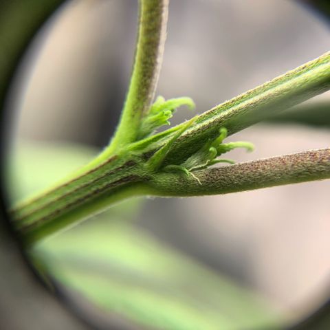 Northern 1 growlog photo: Female?!