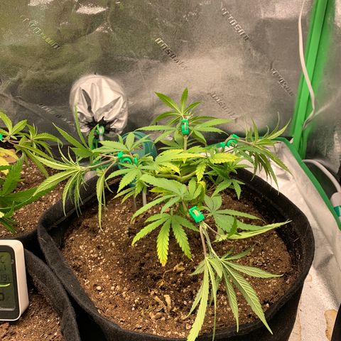 Northern 1 growlog photo: LST 