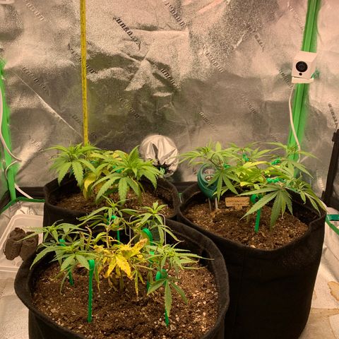 Northern 1 growlog timeline photo