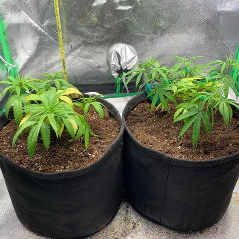 Northern 1 growlog photo: Las dos que quedaron