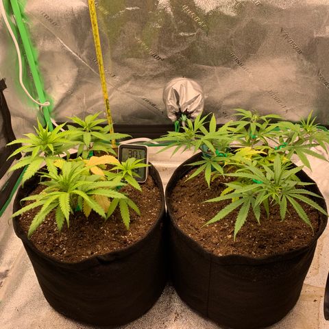 Northern 1 growlog timeline photo