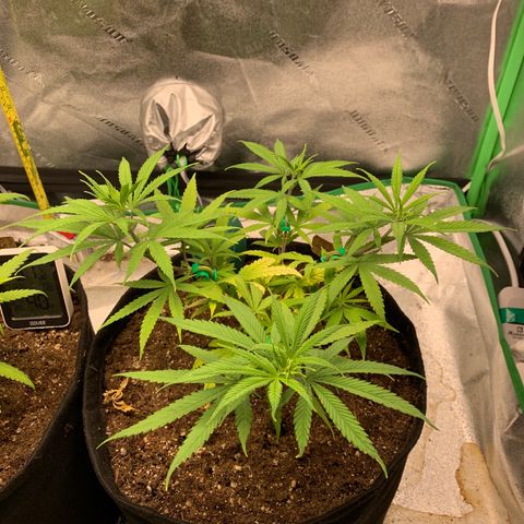 Northern 1 growlog timeline photo