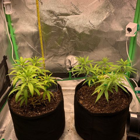 Northern 1 growlog timeline photo