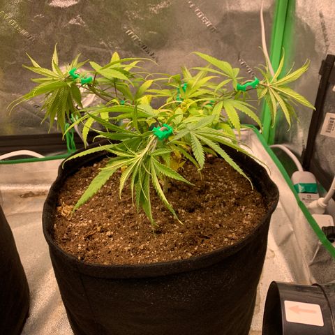 Northern 1 growlog photo: LST 