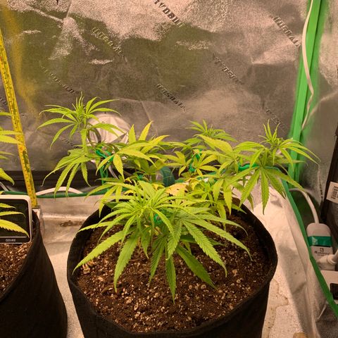 Northern 1 growlog timeline photo