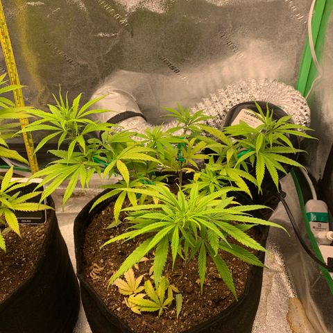Northern 1 growlog photo: Trim