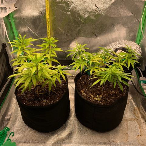 Northern 1 growlog photo: 2 meses