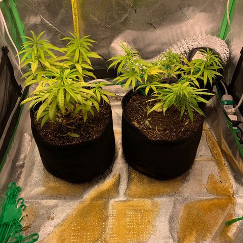 Northern 1 growlog photo: Después de los 2 litros que le puse en la noche
pH de 5.8