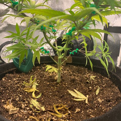 Northern 1 growlog photo: LST abajo