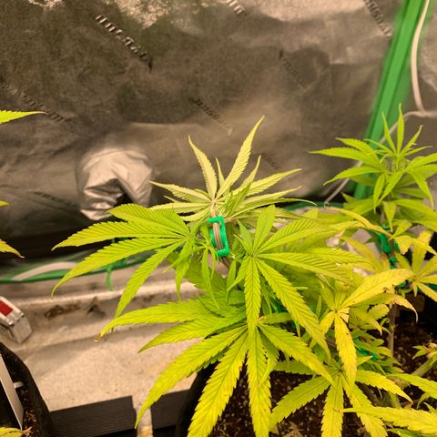 Northern 1 growlog photo: LST 
