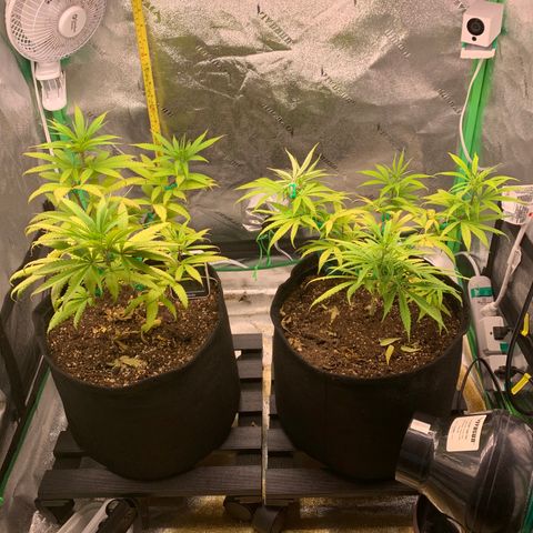 Northern 1 growlog timeline photo