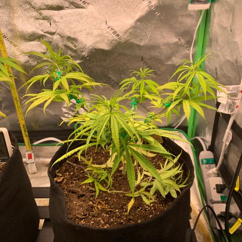 Northern 1 growlog photo: Trim