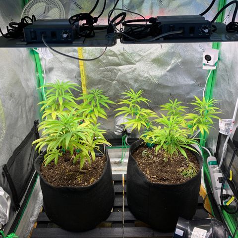 Northern 1 growlog timeline photo