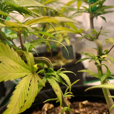Northern 1 growlog photo: Quite el LST 
