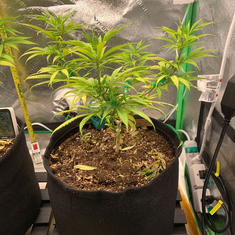Northern 1 growlog photo: Mini trim 