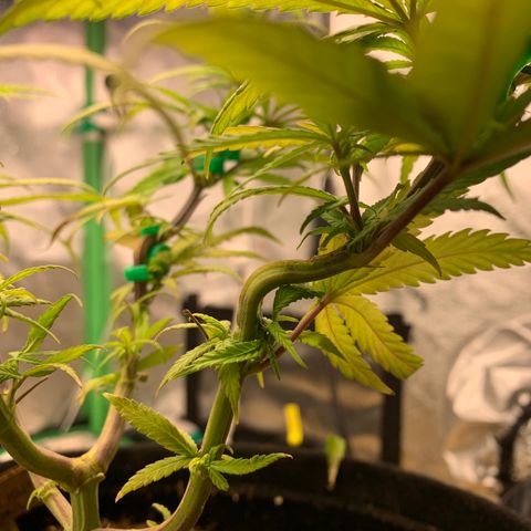 Northern 1 growlog photo: Quite LST 