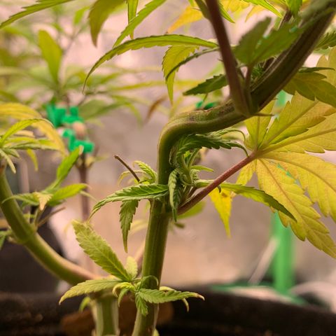Northern 1 growlog photo: Quite LST 