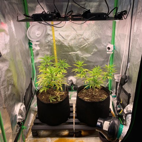 Northern 1 growlog timeline photo