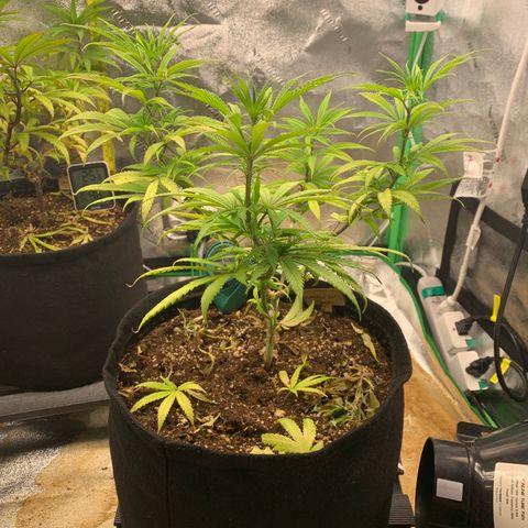 Northern 1 growlog photo: Sin clips LST y trim