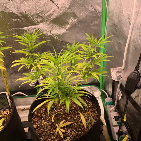 Northern 1 growlog timeline photo