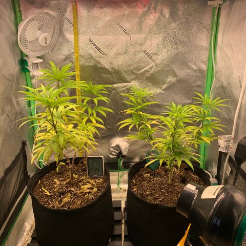 Northern 1 growlog timeline photo