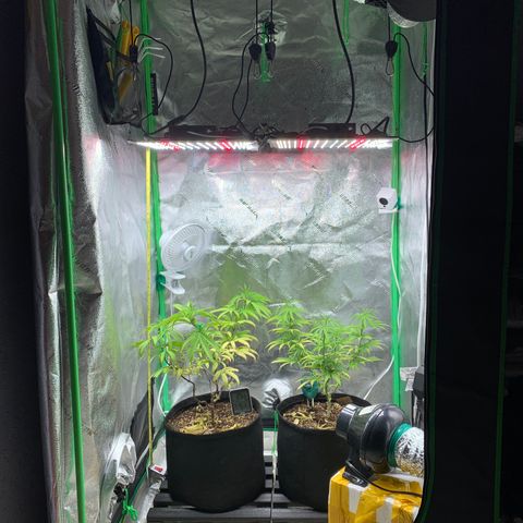 Northern 1 growlog photo: Nueva altura de las lámparas 