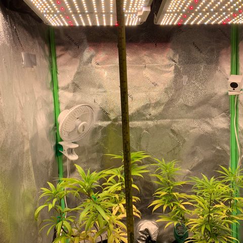 Northern 1 growlog photo: Subí las luces 6 clicks más a 40cm aprox