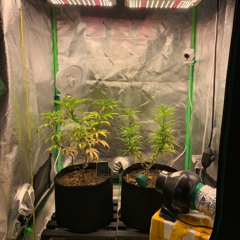 Northern 1 growlog timeline photo