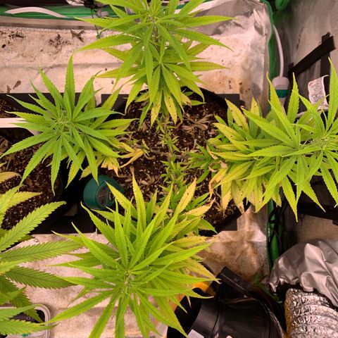 Northern 1 growlog timeline photo