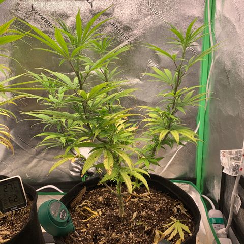 Northern 1 growlog timeline photo