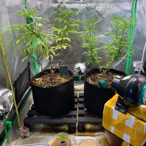 Northern 1 growlog timeline photo