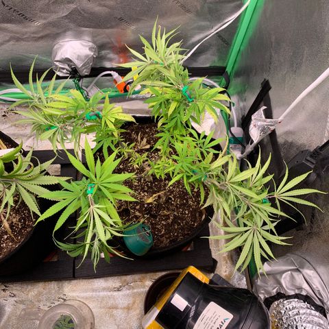 Northern 1 growlog photo: LST 