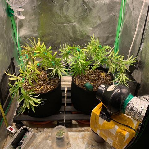 Northern 1 growlog timeline photo