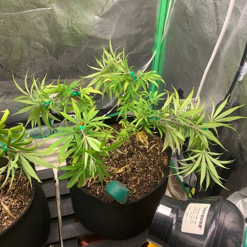 Northern 1 growlog photo: LST 