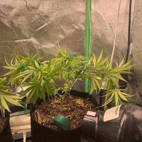 Northern 1 growlog photo: LST 