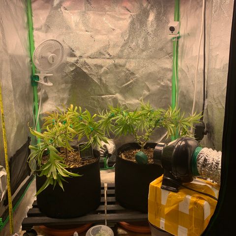 Northern 1 growlog photo: LST final