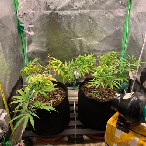 Northern 1 growlog photo: Después de la poda apical 