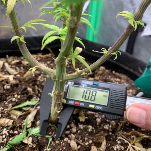 Northern 1 growlog timeline photo