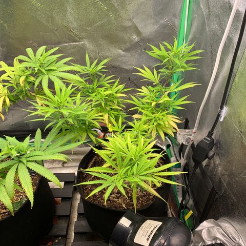 Northern 1 growlog photo: Flower day 1