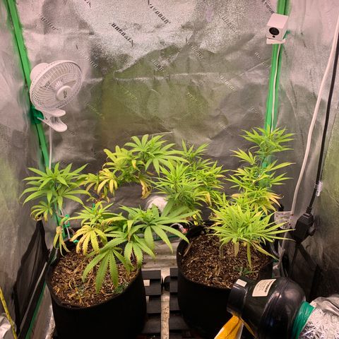 Northern 1 growlog photo: Flower day one. 