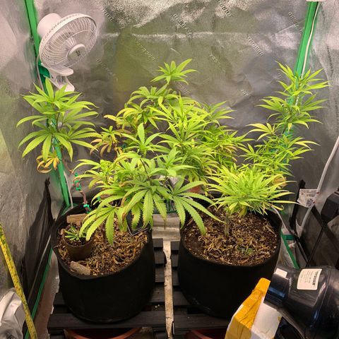 Northern 1 growlog photo: 1 semana floración 