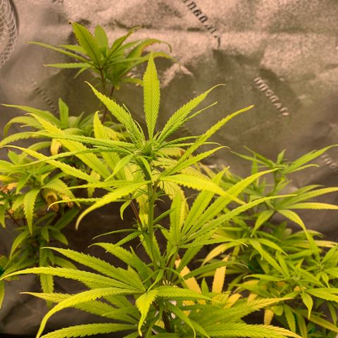 Northern 1 growlog photo: Semana y media de floración 