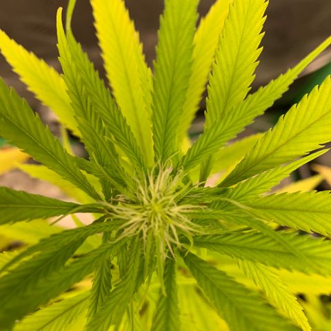 Northern 1 growlog photo: 2 semanas floración 