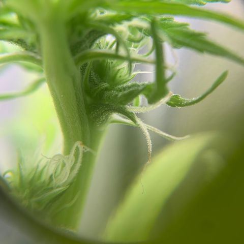 Northern 1 growlog photo: 2 semanas floración 