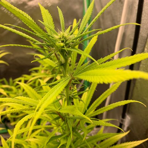 Northern 1 growlog photo: 2 semanas floración 